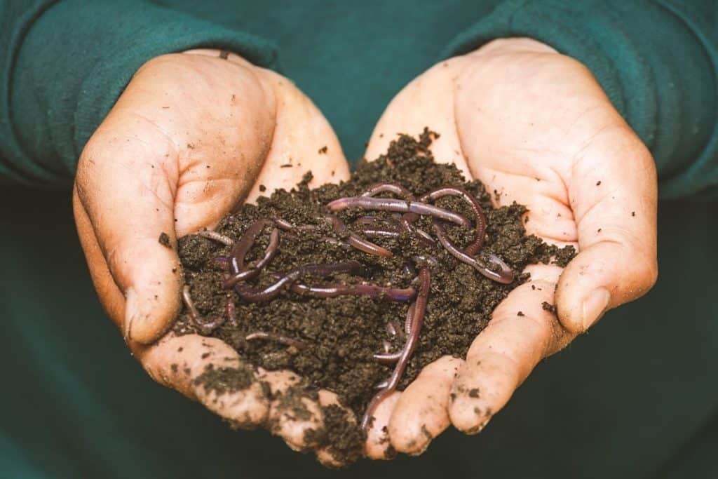 Can you put Earthworms in Potted Plants?