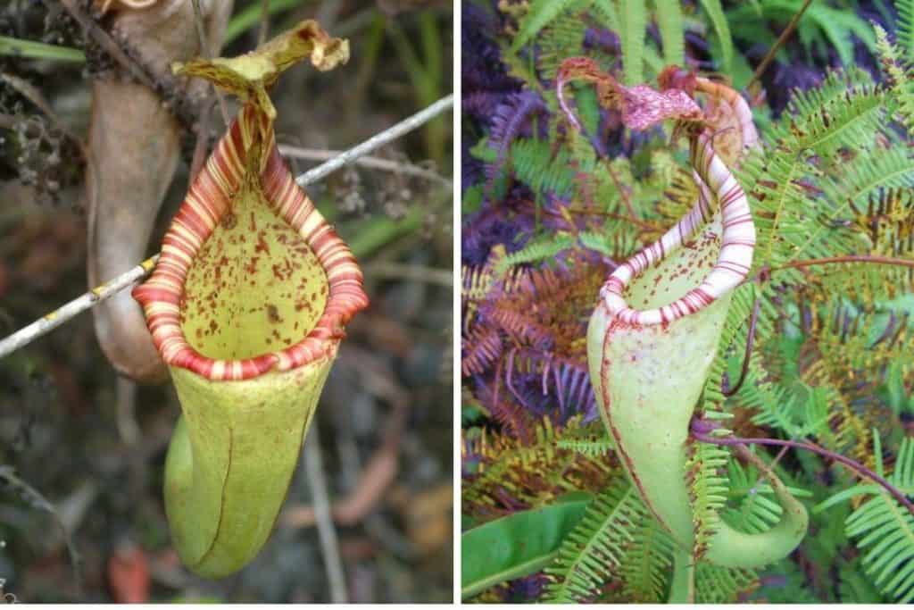 Nepenthes maxima