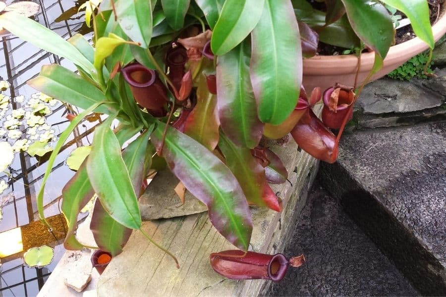 Nepenthes x 'Bloody Mary'