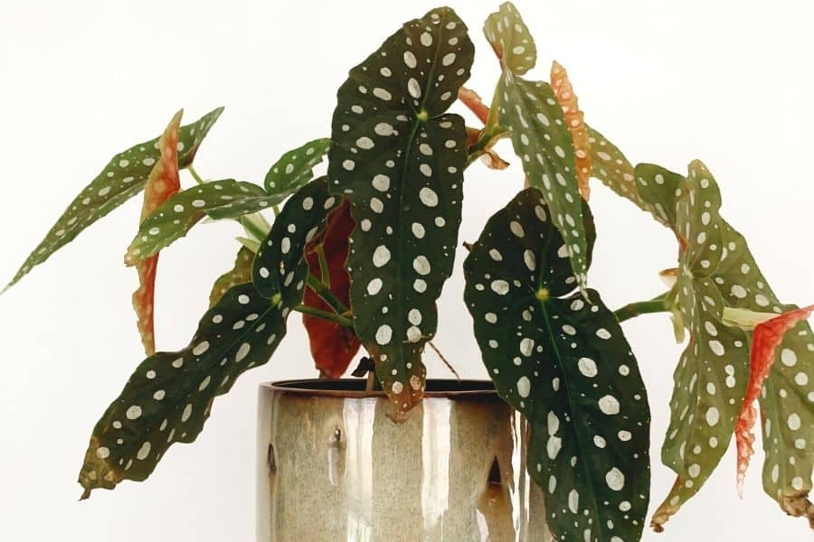 Begonia maculata plant