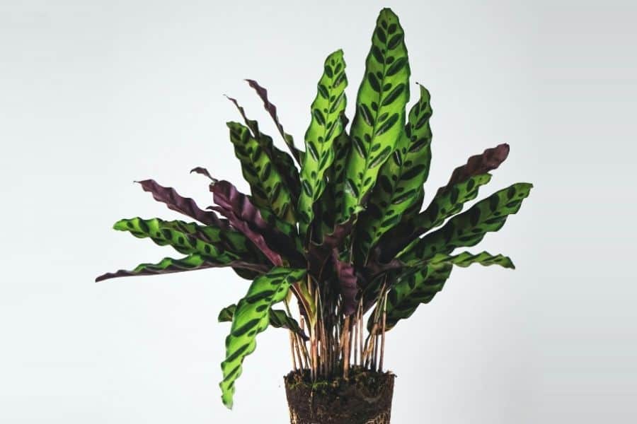 Calathea lancifolia plant
