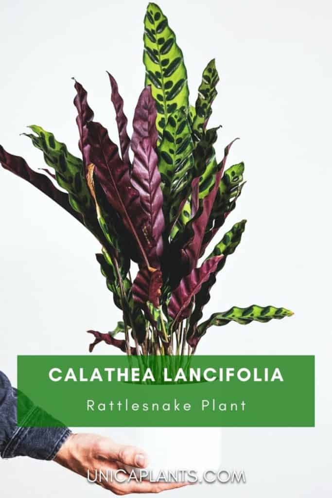 Calathea lancifolia pinterest