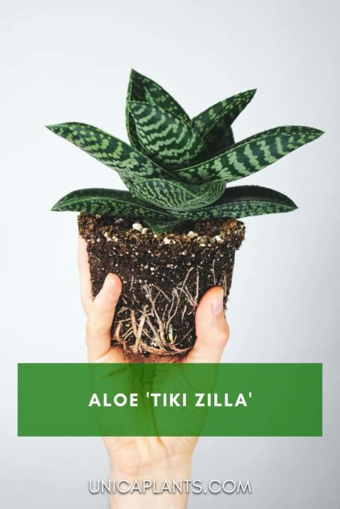 Aloe 'Tiki Zilla' pinterest