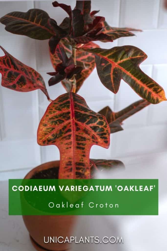 Codiaeum variegatum 'Oakleaf' pinterest