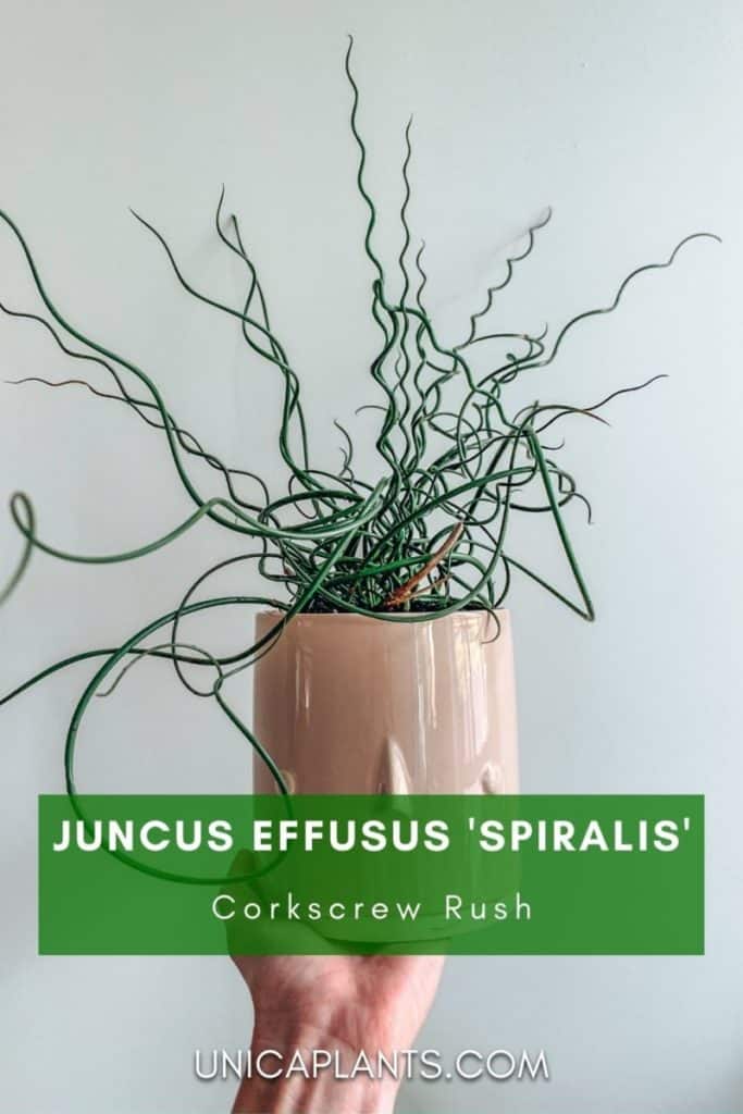 Juncus effusus 'Spiralis'