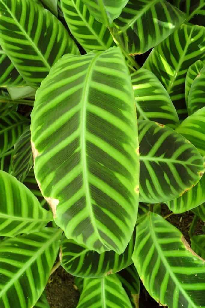Calathea zebrina leaf