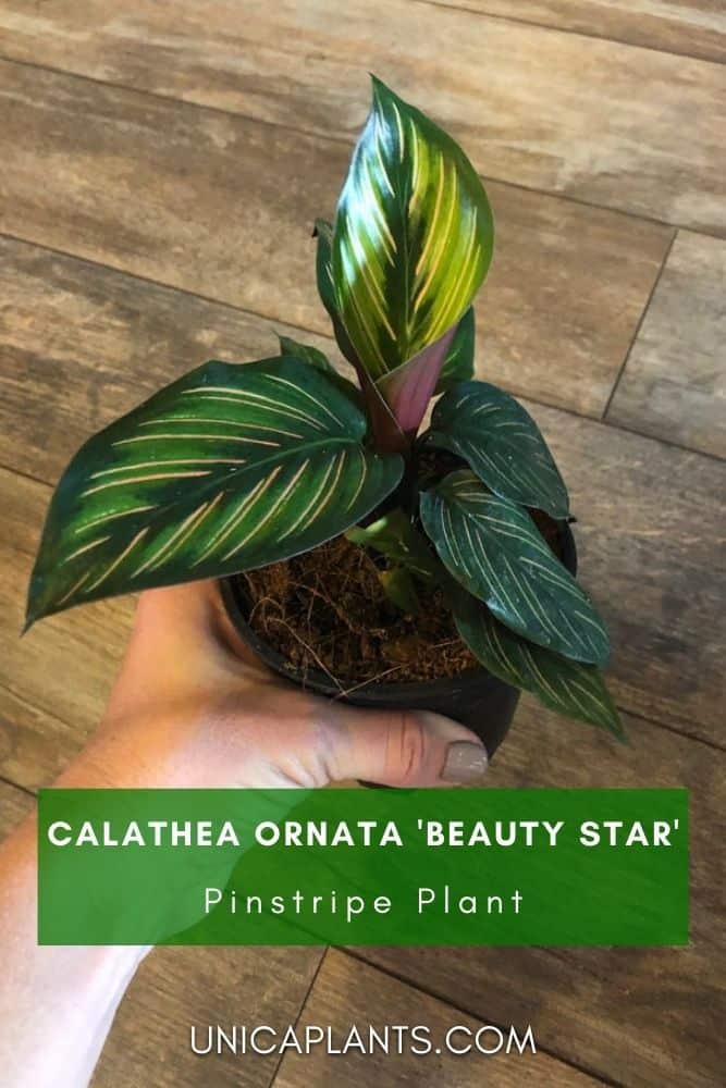 Calathea ornata 'Beauty Star' pinterest