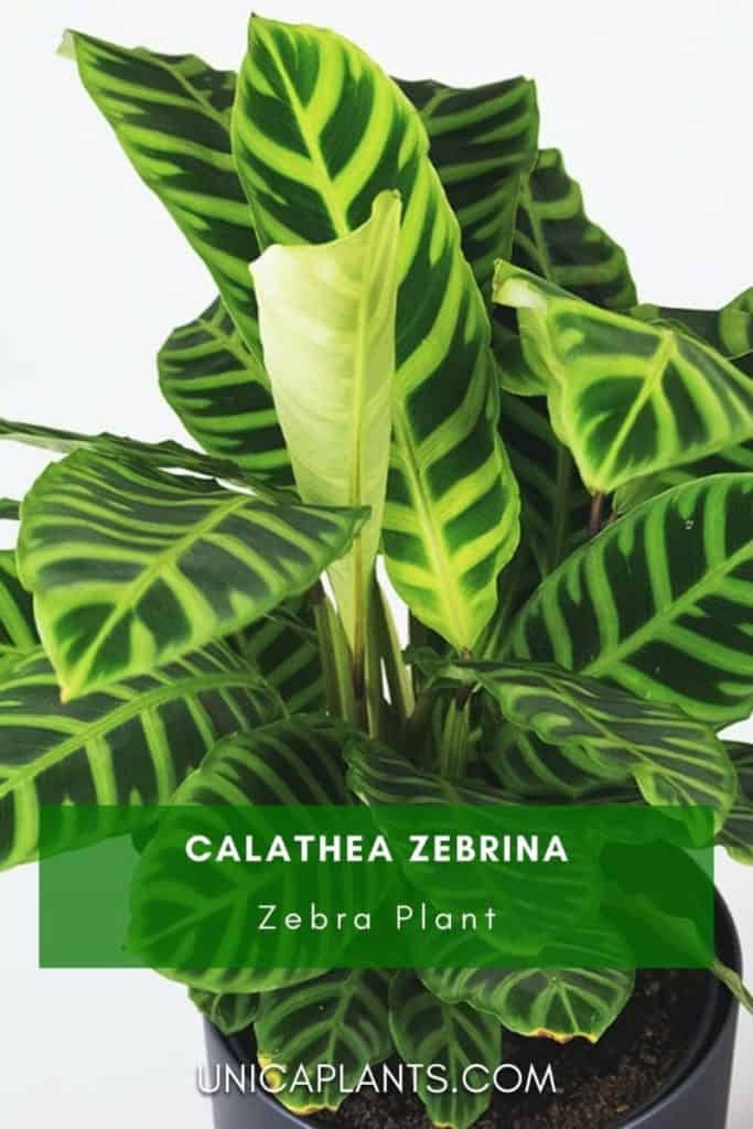 Calathea zebrina plant