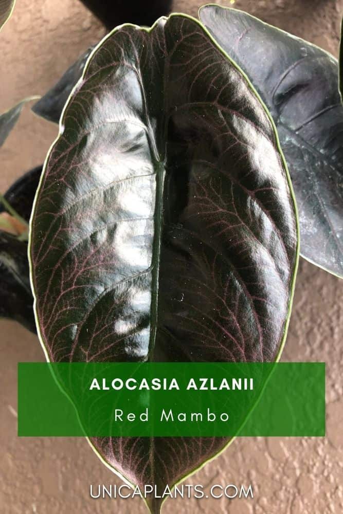 Alocasia azlanii (Red Mambo) pinterest