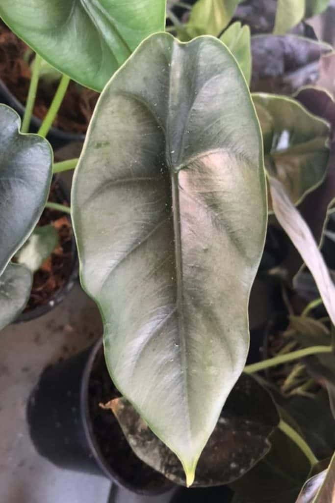 Alocasia reversa leaf