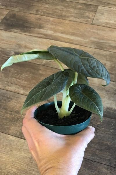 Alocasia maharani young plant