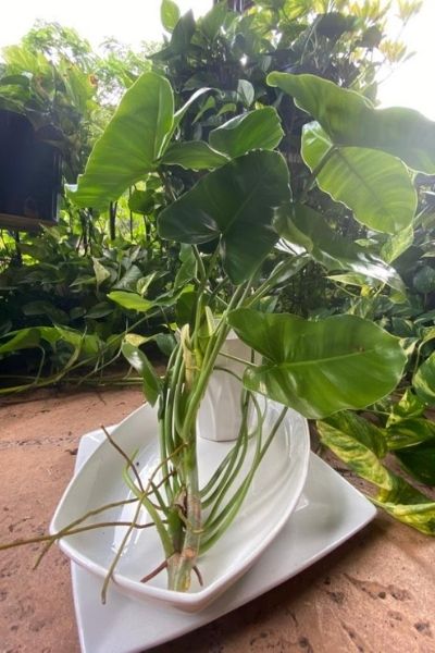 Philodendron Burle Marx cutting
