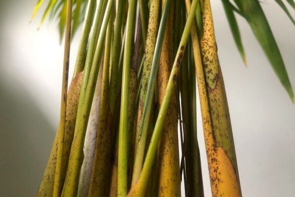 Black spots on Areca Palm stem