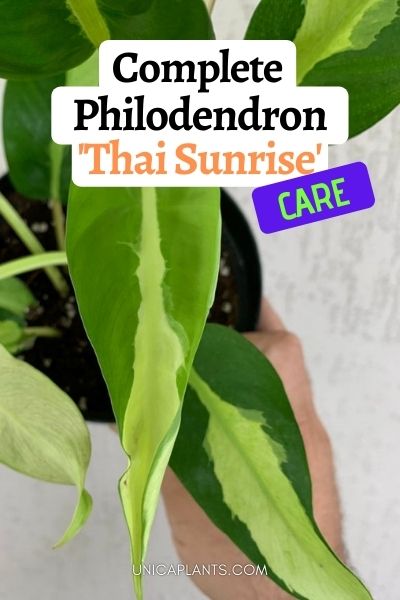 Philodendron ‘Thai Sunrise’