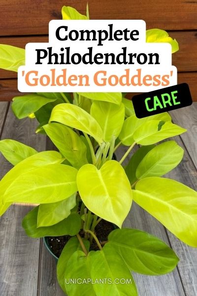 Philodendron Golden Goddess