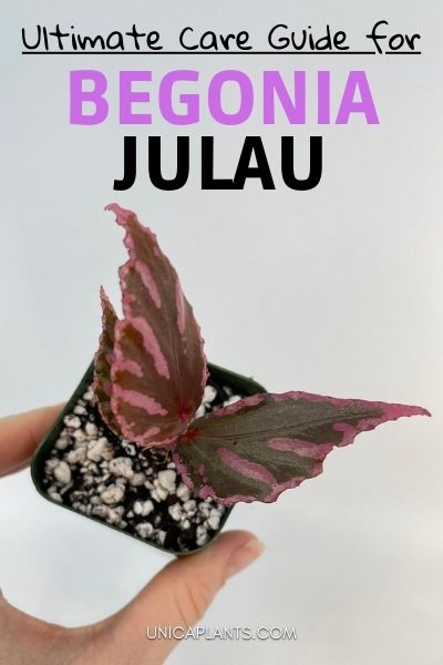 Begonia Julau (Type 1)