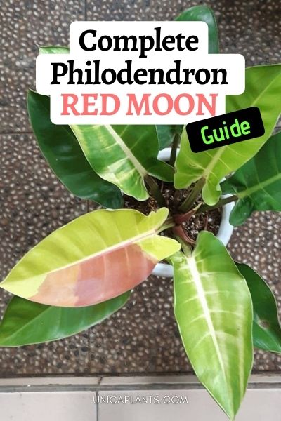 Philodendron Red Moon
