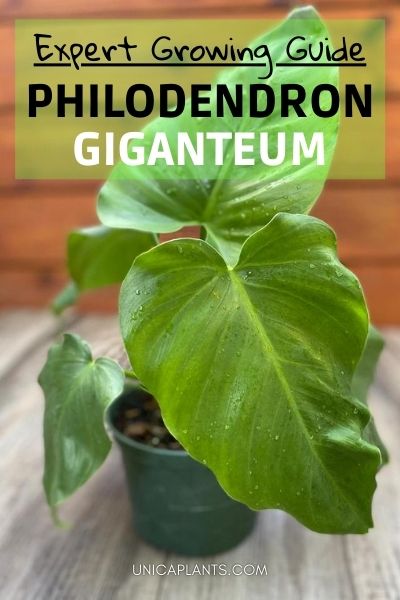 Philodendron giganteum Care – Expert Growing Guide – Unica Plants