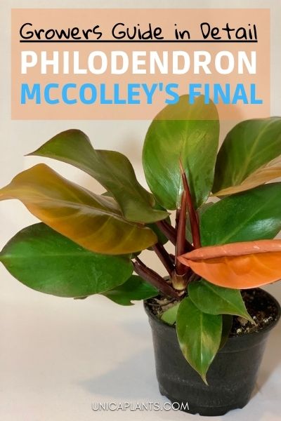 Philodendron Mccolley's Final