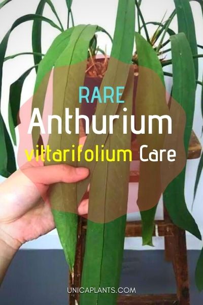 Anthurium Vittarifolium