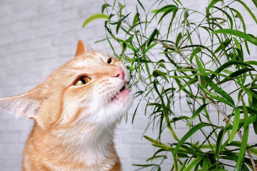 Cat eating houseplant
