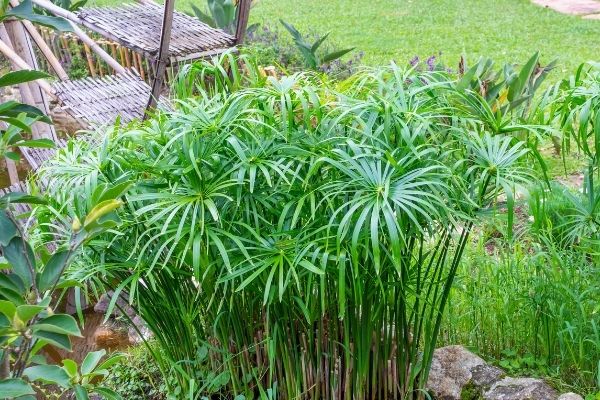 Umbrella Plant (Cyperus alternifolius)
