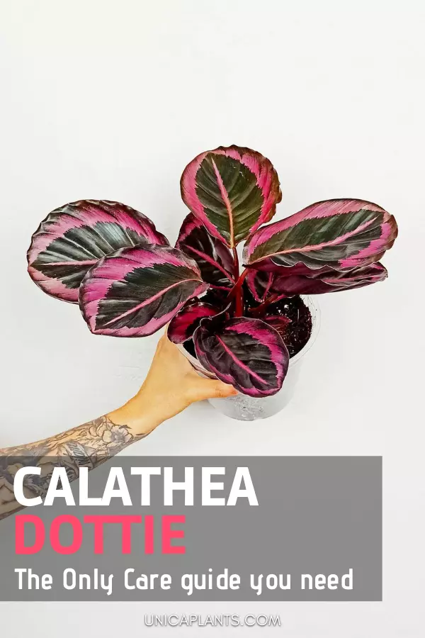 Calathea Dottie